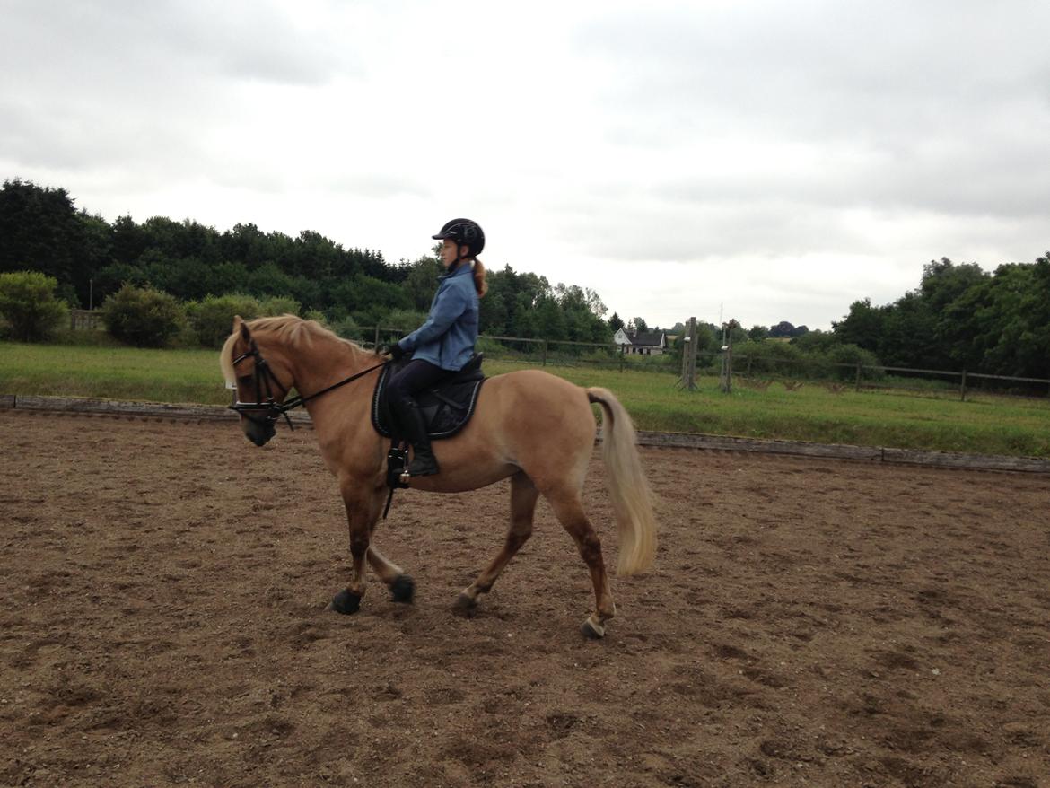 Anden særlig race Stald Poppels Snuggi billede 11