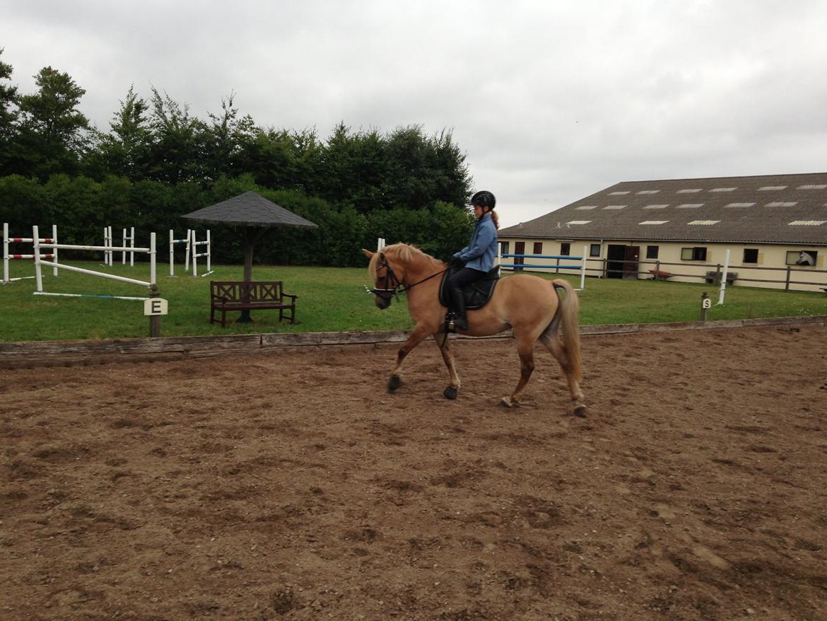 Anden særlig race Stald Poppels Snuggi billede 13