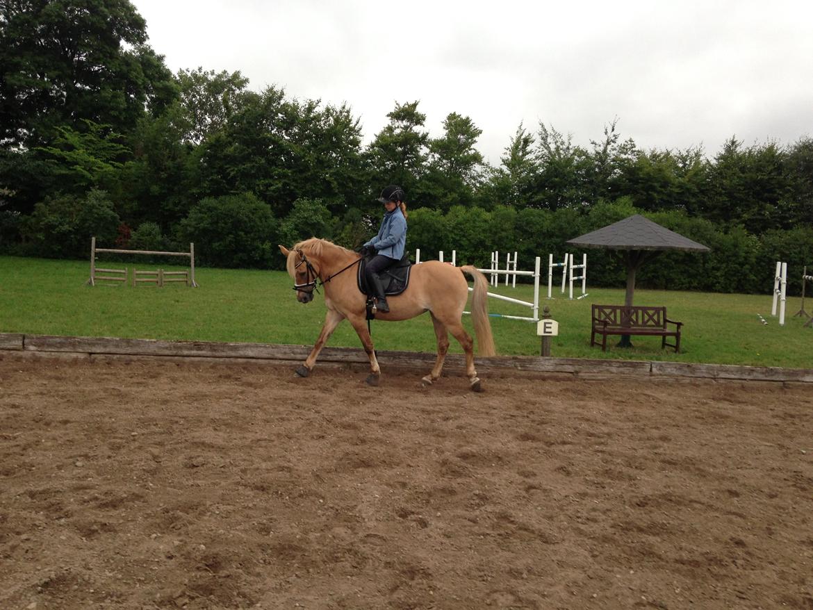 Anden særlig race Stald Poppels Snuggi billede 14