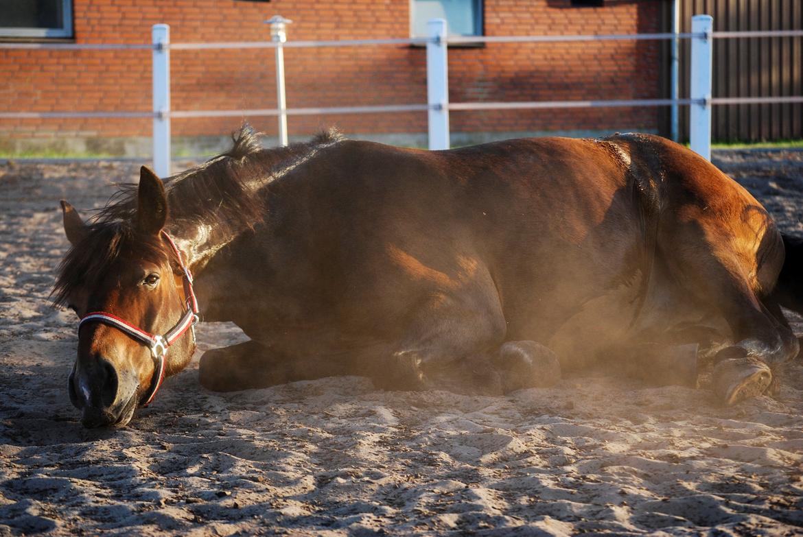 Anden særlig race Elmegaardens Mogcy billede 31