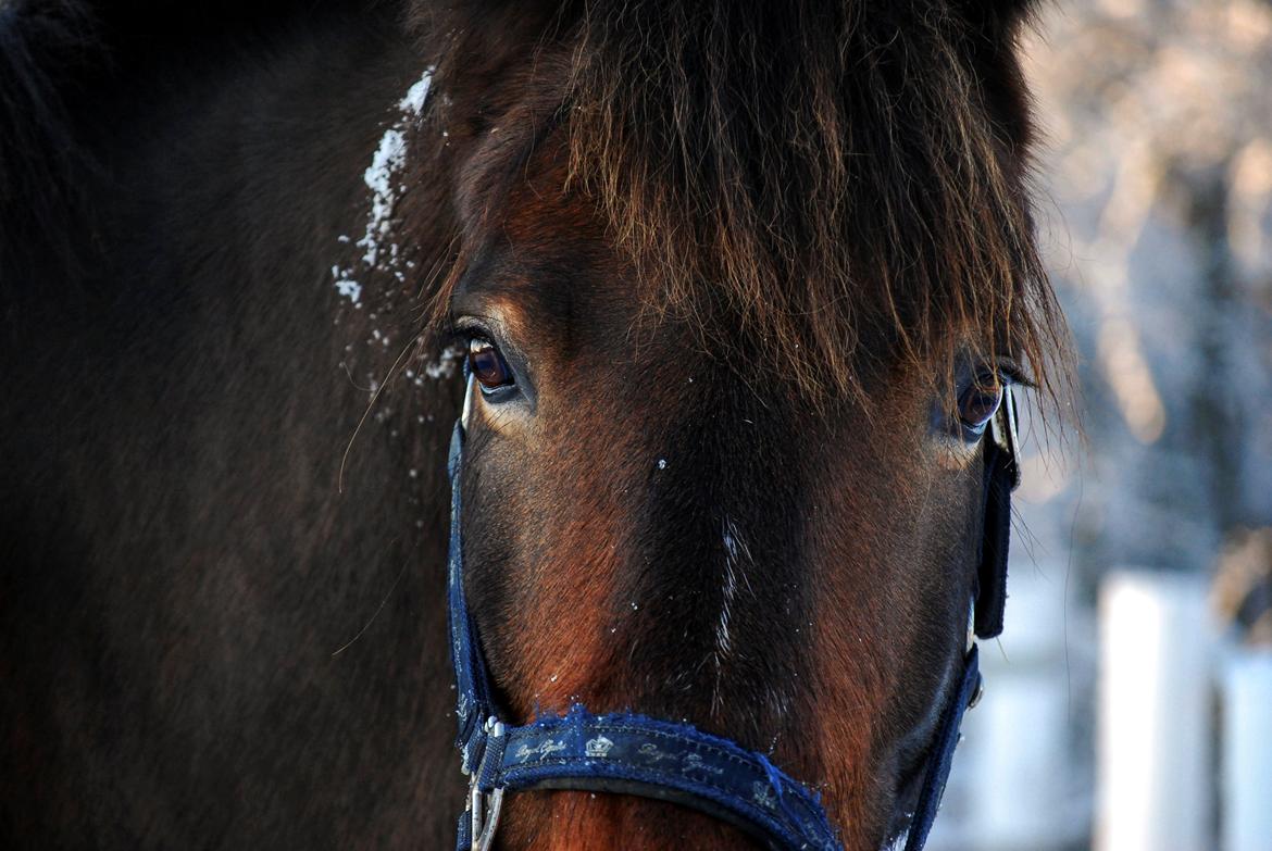 Anden særlig race Elmegaardens Mogcy - Eyes are the mirror to the soul. Du har den smukkeste og blideste sjæl. billede 29