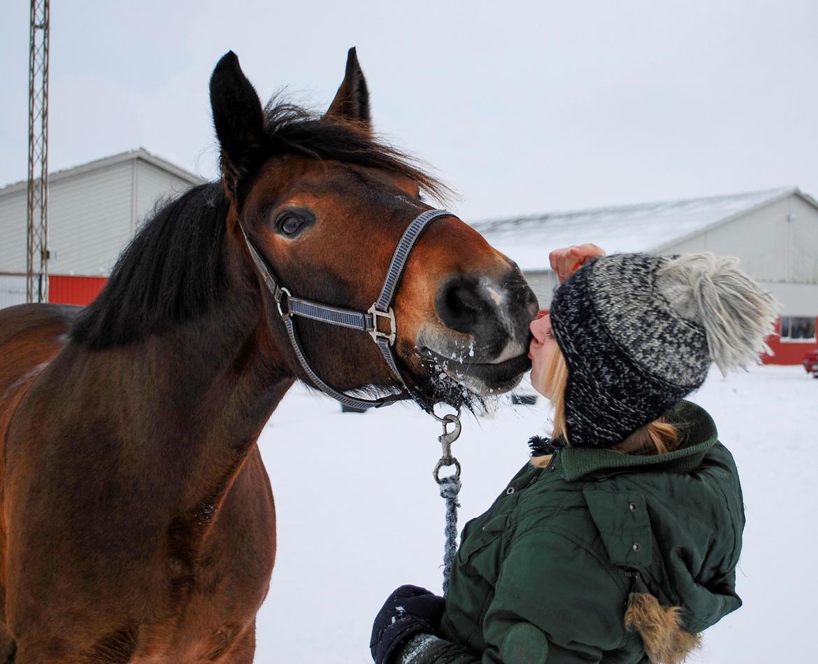 Anden særlig race Elmegaardens Mogcy - Vinter kys <3 billede 36