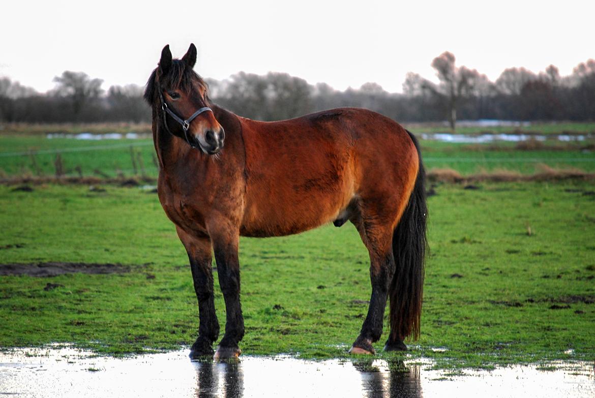 Anden særlig race Elmegaardens Mogcy billede 49