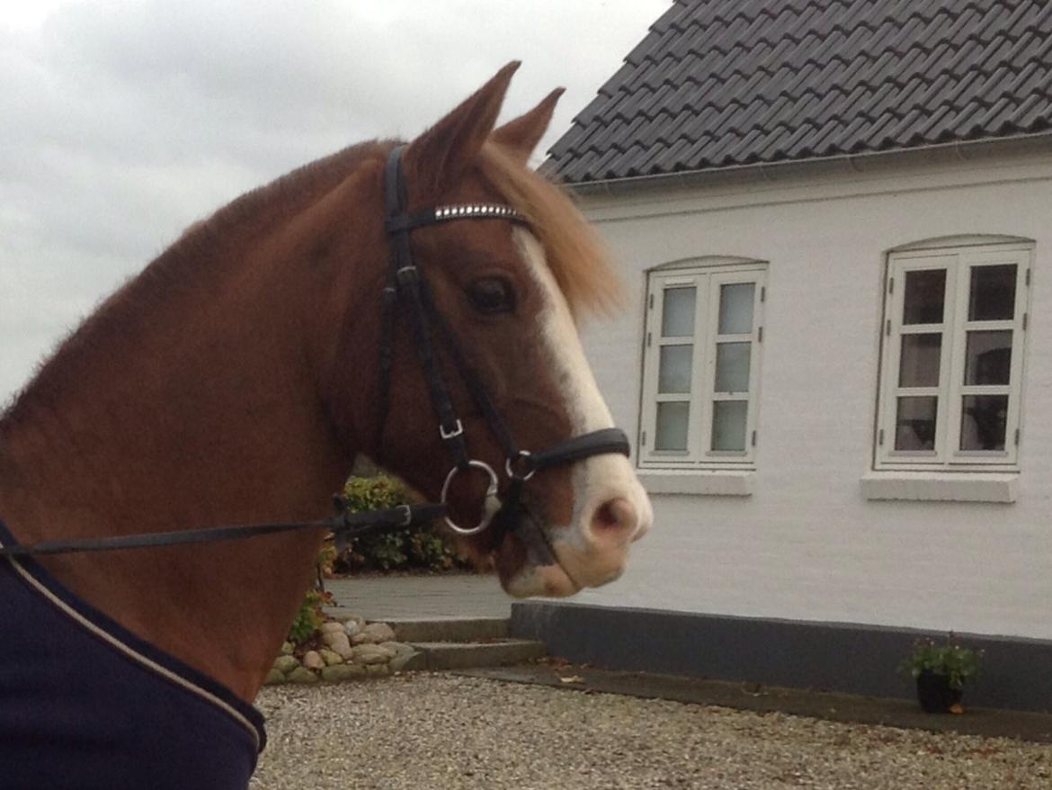 Anden særlig race Pretty Boy - SOLGT - <3<3 billede 20