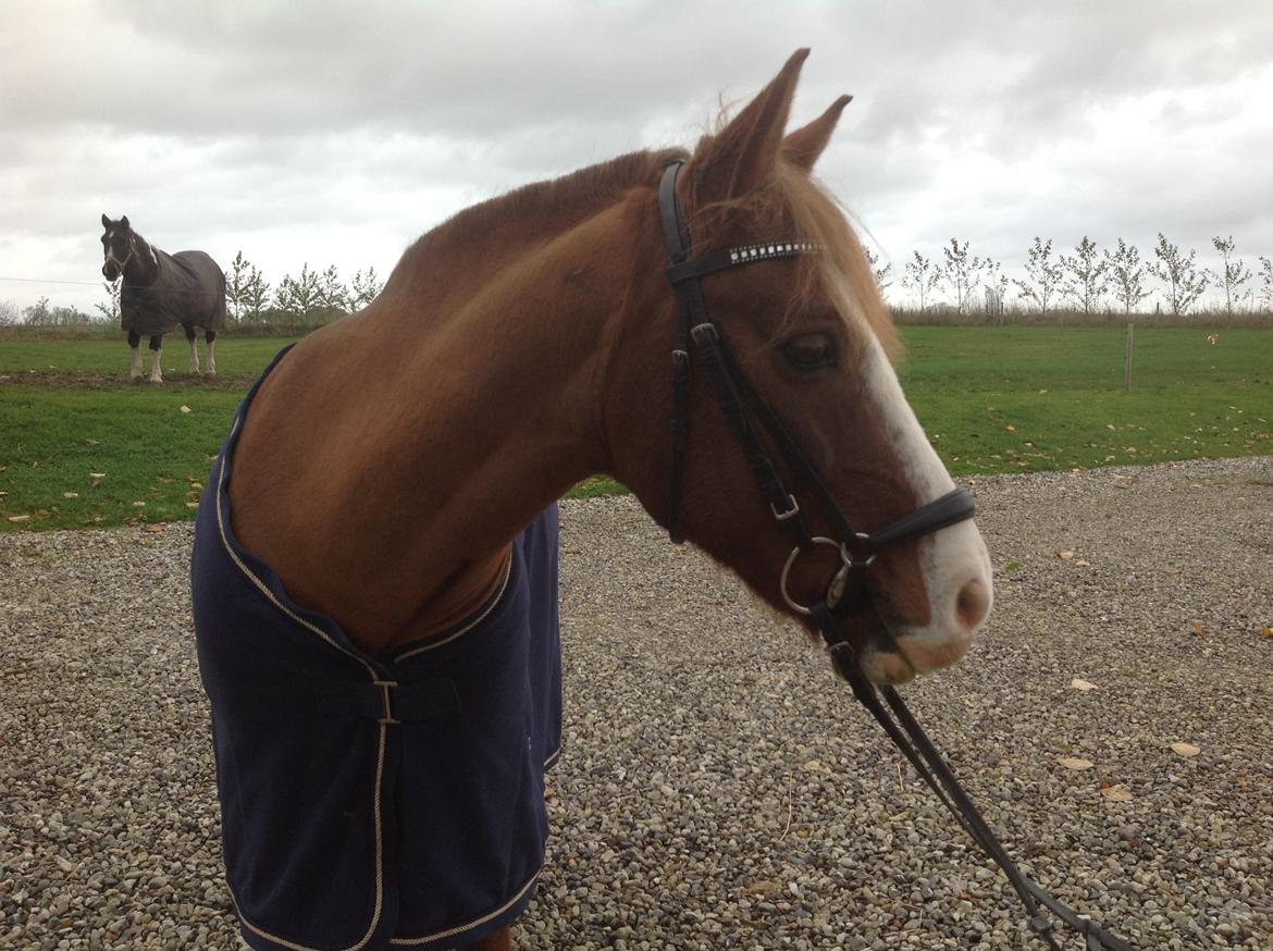 Anden særlig race Pretty Boy - SOLGT - Model billede. billede 23