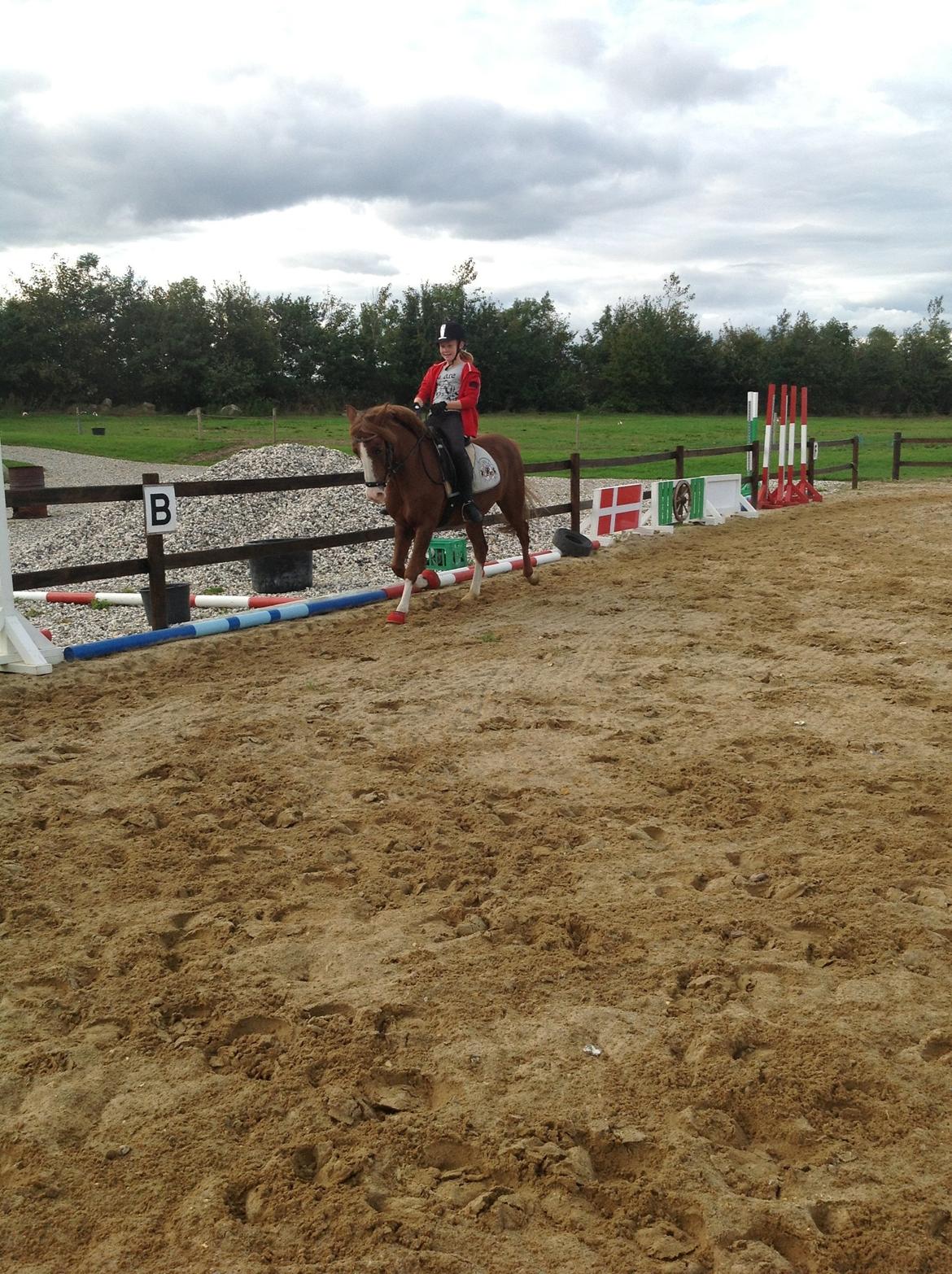 Anden særlig race Pretty Boy - SOLGT - Dressur træning. billede 22