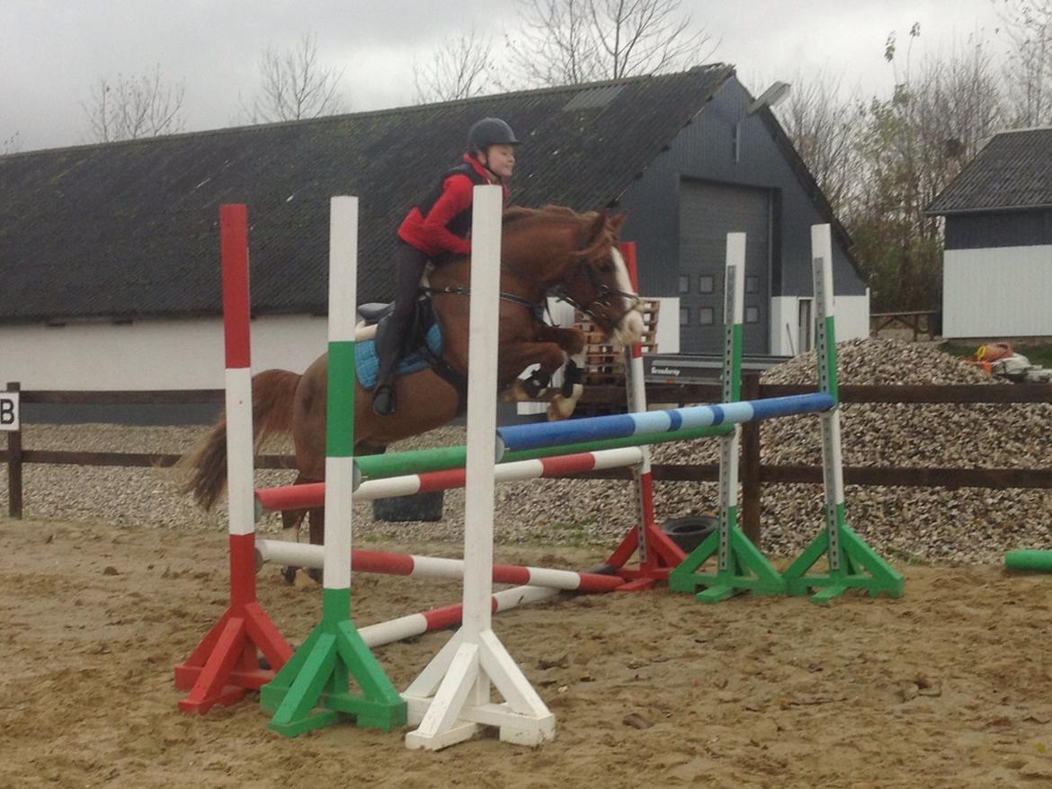 Anden særlig race Pretty Boy - SOLGT - Spring træning, omkring en 110 cm. billede 25