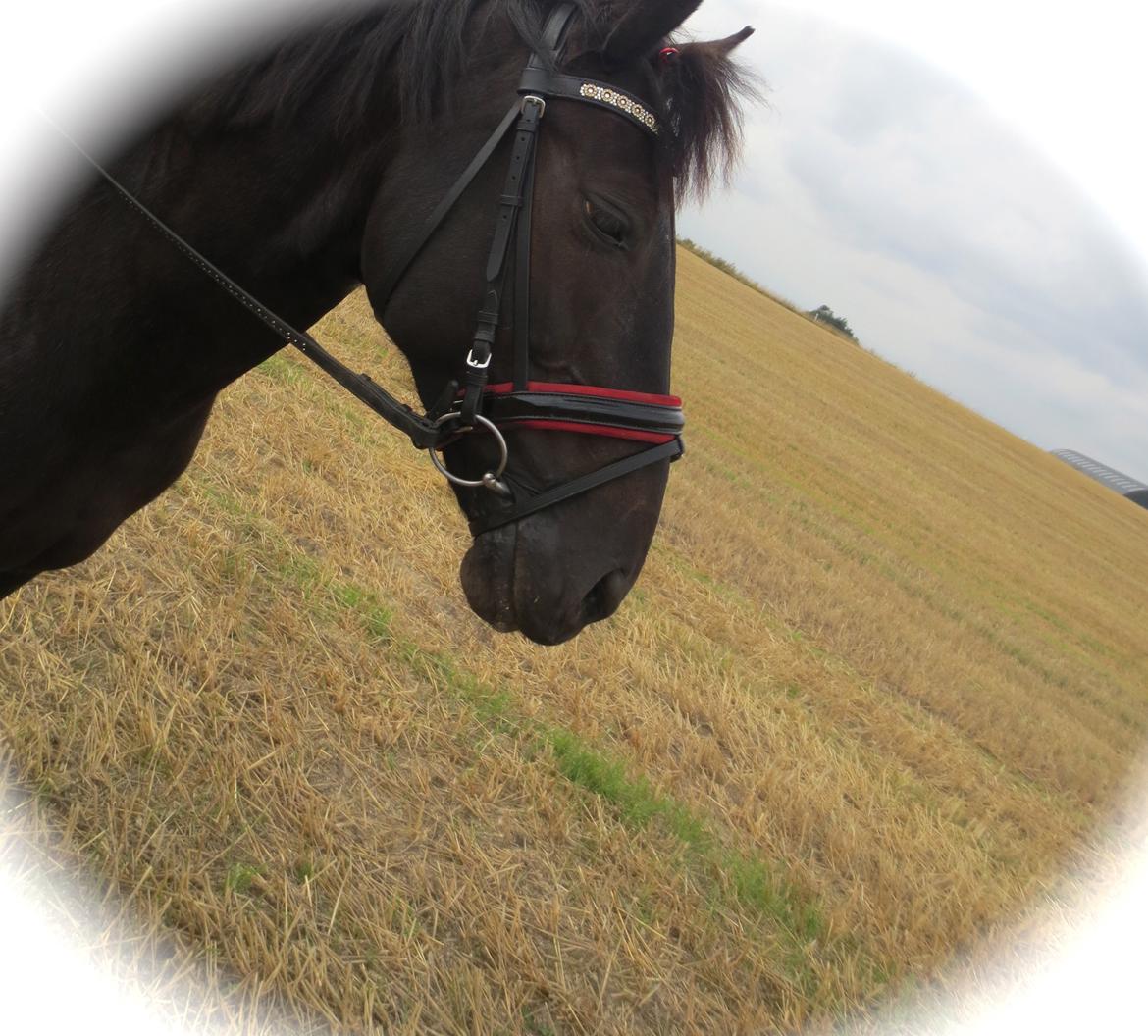 Anden særlig race Pony billede 2