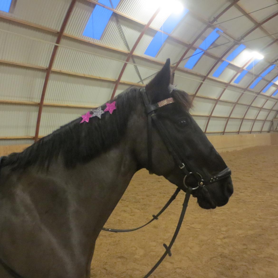 Anden særlig race Pony billede 5