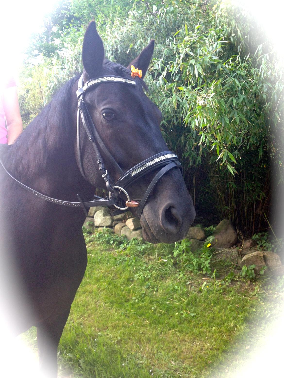 Anden særlig race Pony billede 3