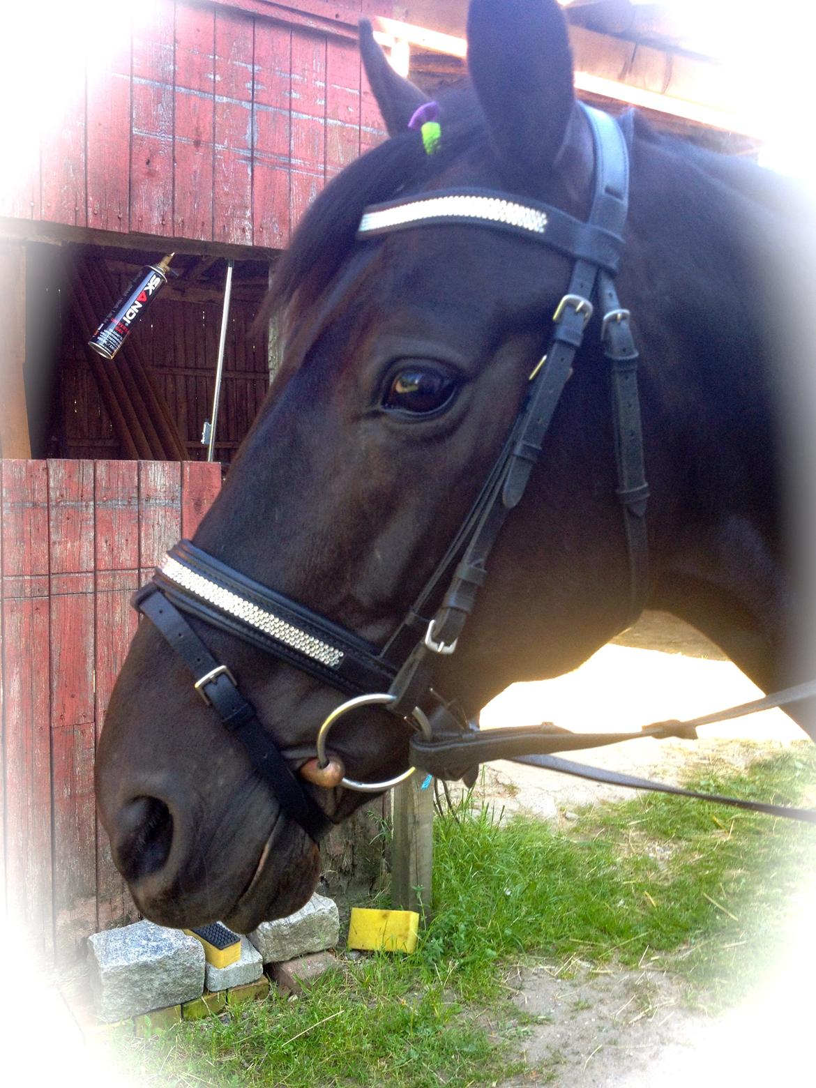 Anden særlig race Pony billede 6