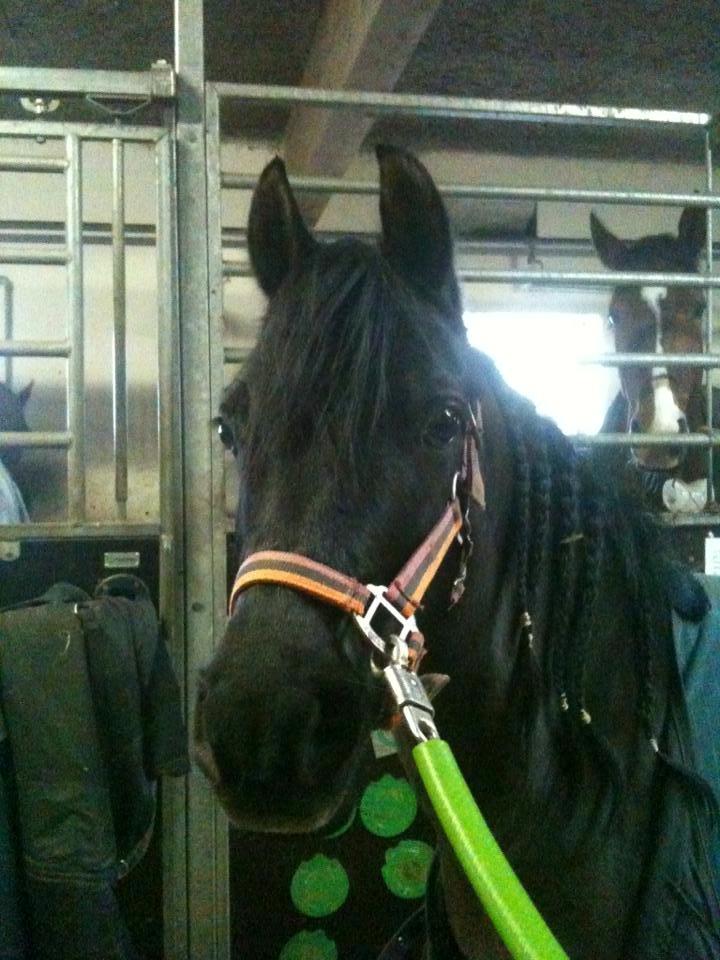 DSP Starhorse Fatima billede 2