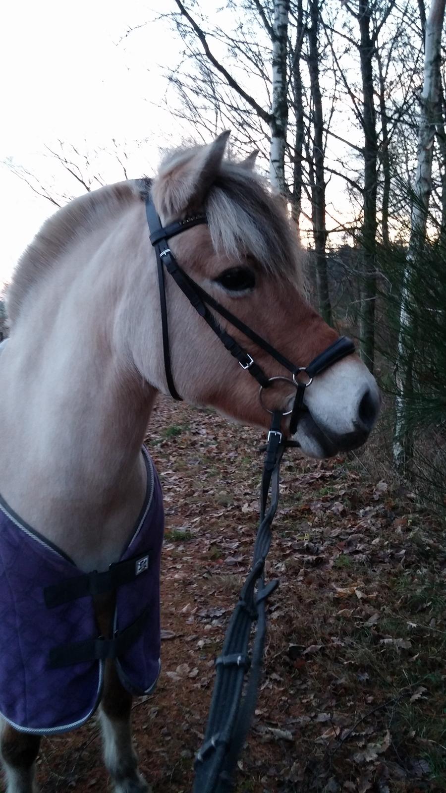 Fjordhest KIRSTINE VÅRBY billede 6