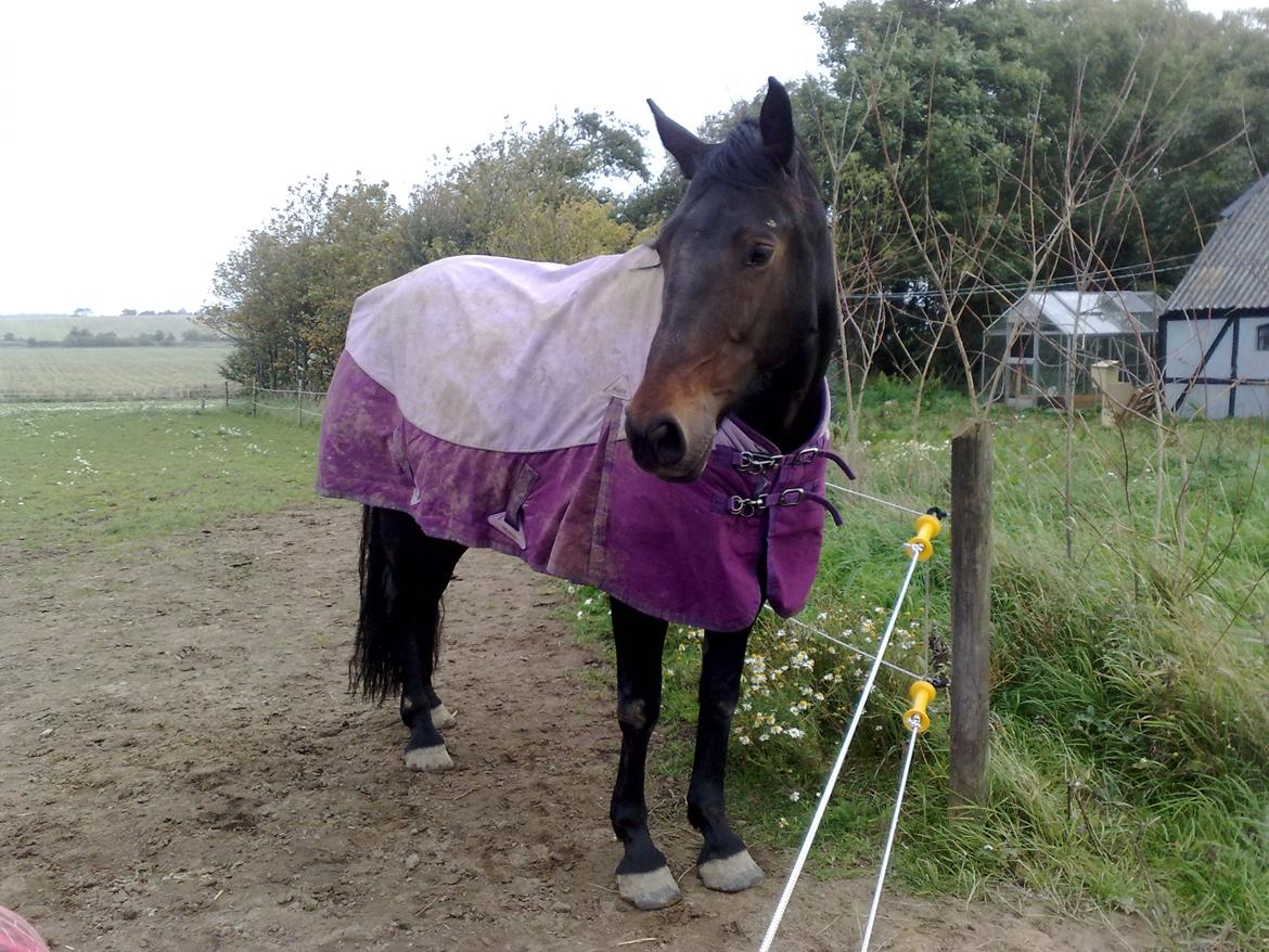 Oldenborg Vestergårds Latoia billede 2