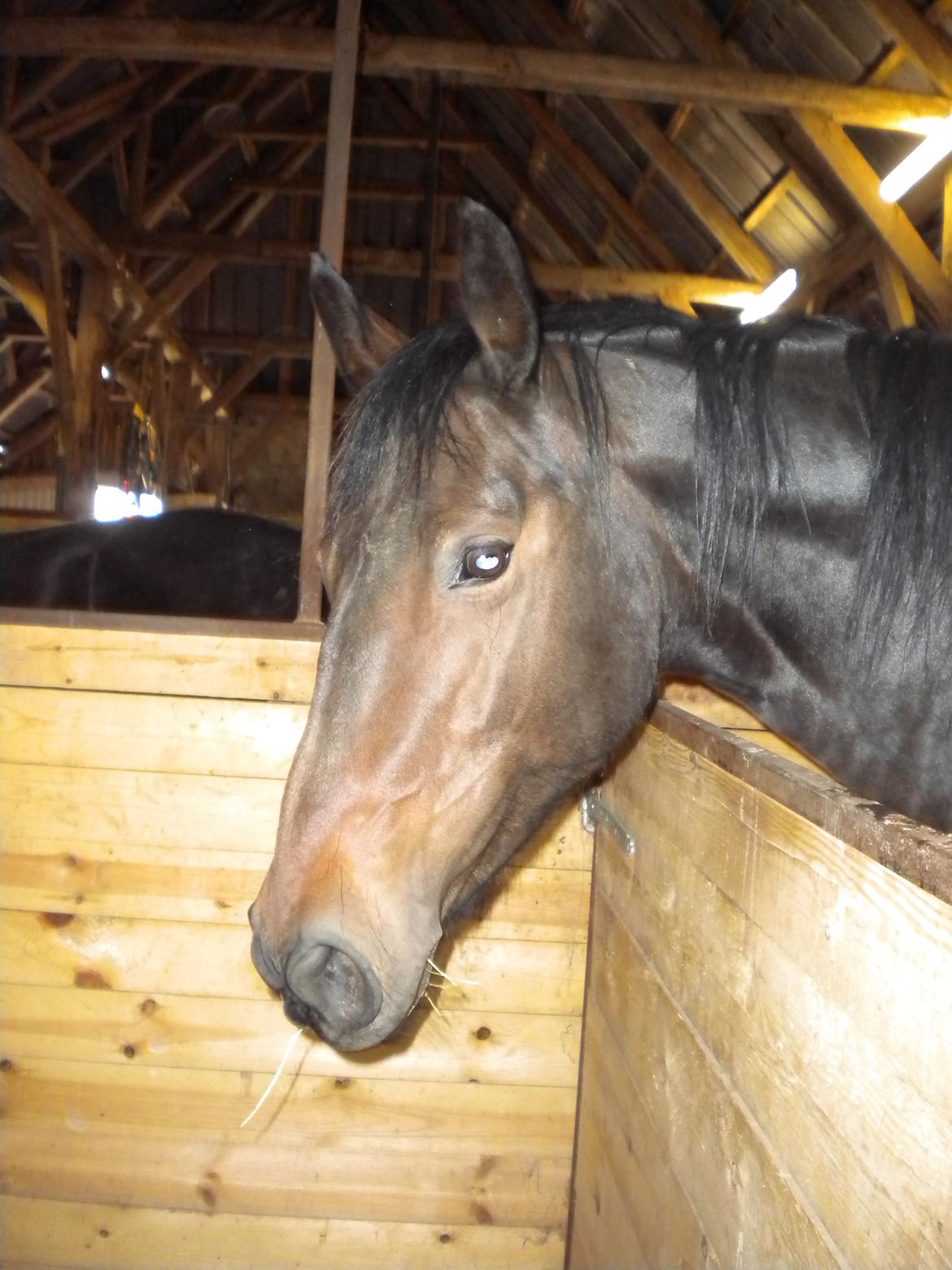 Oldenborg Vestergårds Latoia billede 3