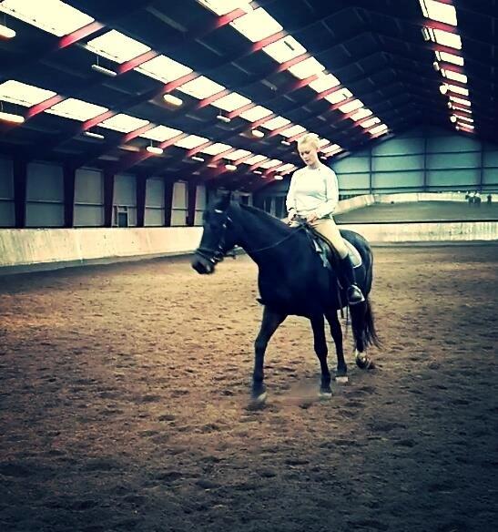 Dansk Varmblod Nygaards Michado billede 9