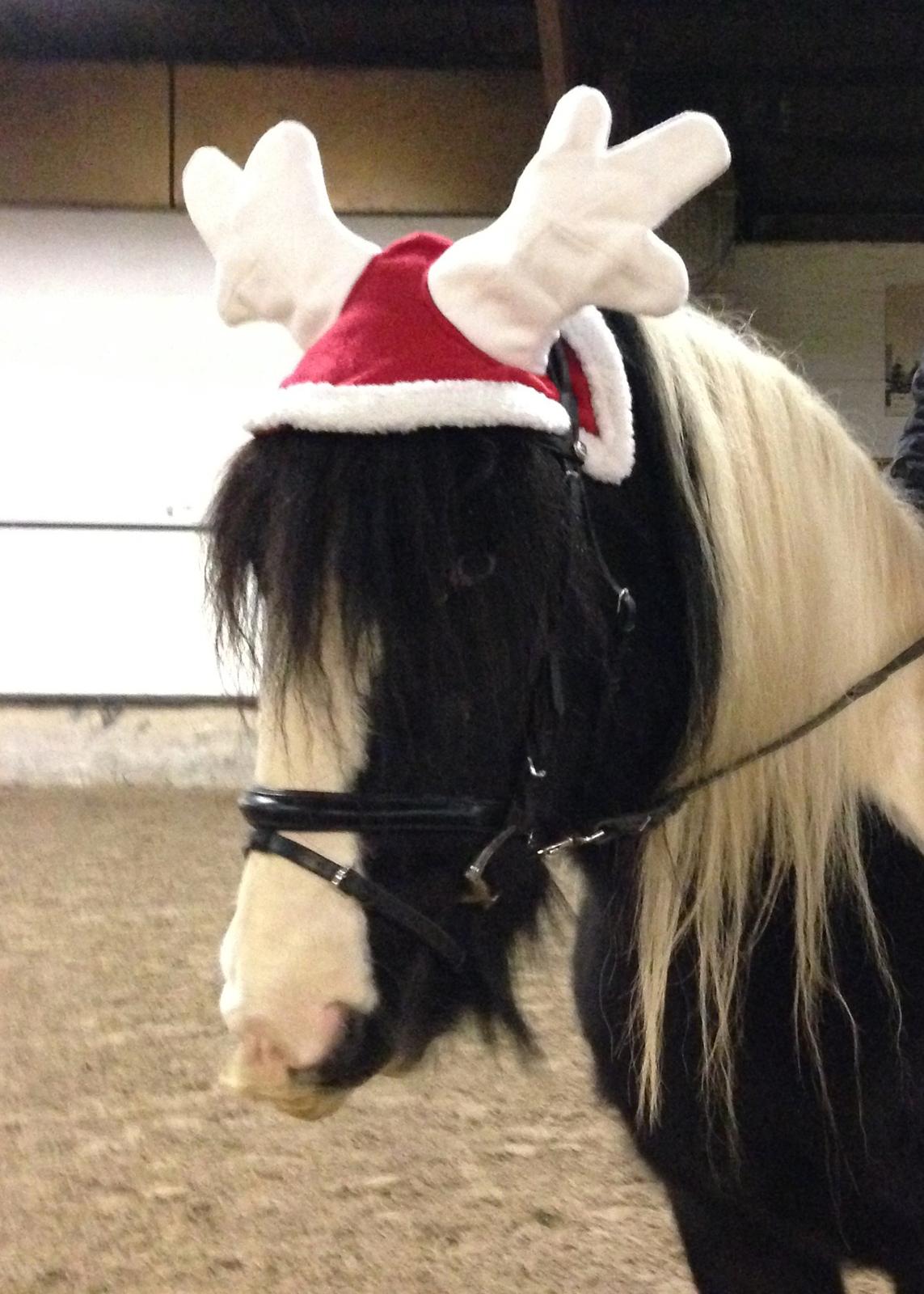 Tinker Bakkegaardens Aragon - Til ære for december :)  billede 1