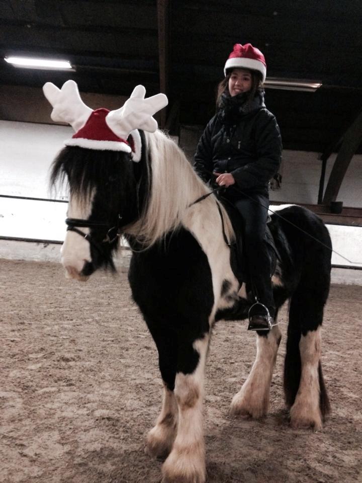 Tinker Bakkegaardens Aragon billede 12