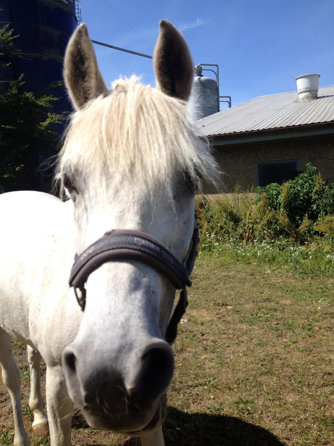 Anden særlig race Nikita billede 2