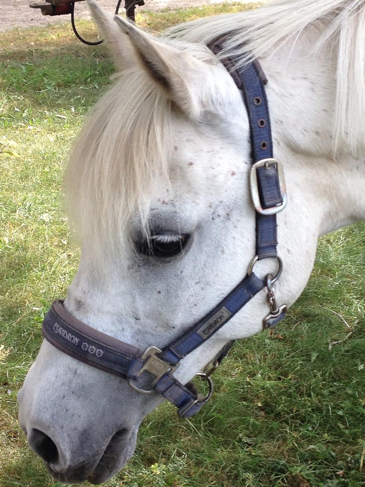 Anden særlig race Nikita billede 4