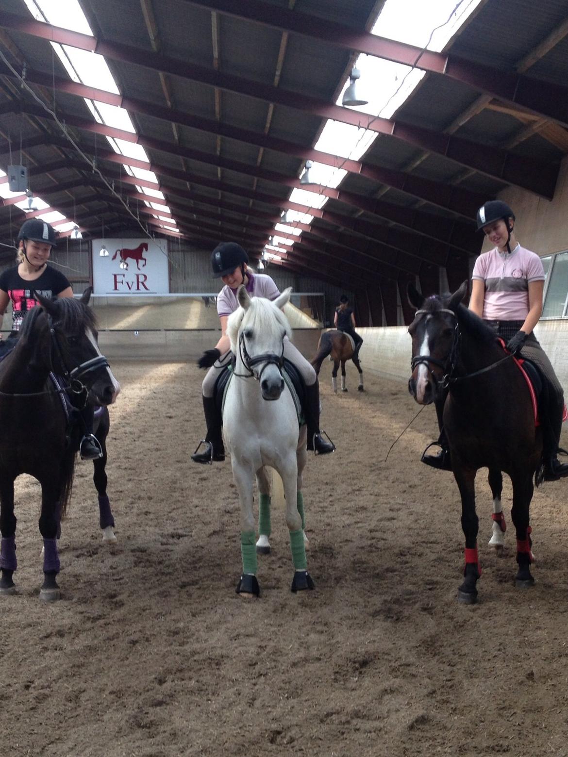 Anden særlig race Nikita billede 5