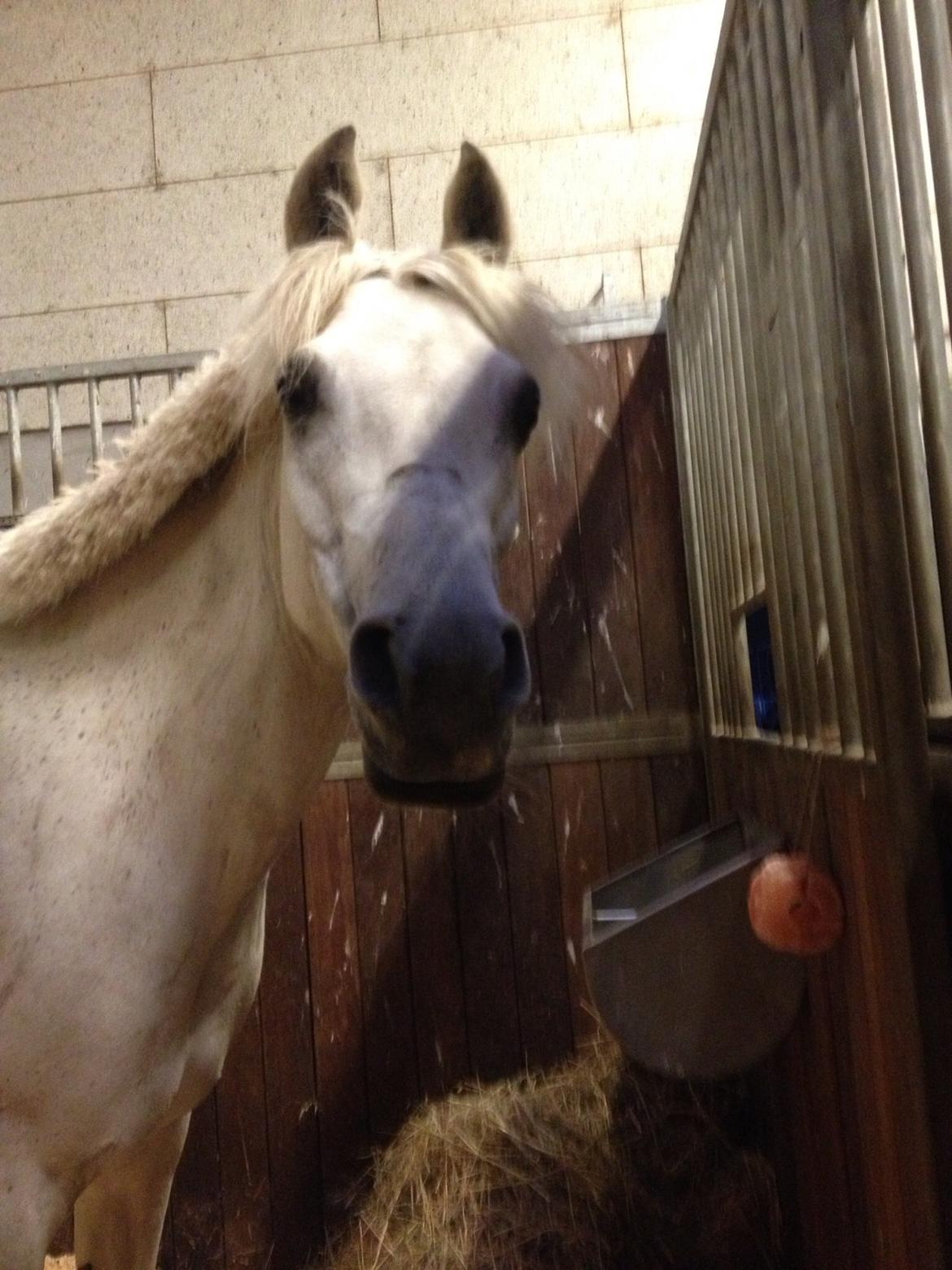 Anden særlig race Nikita billede 6