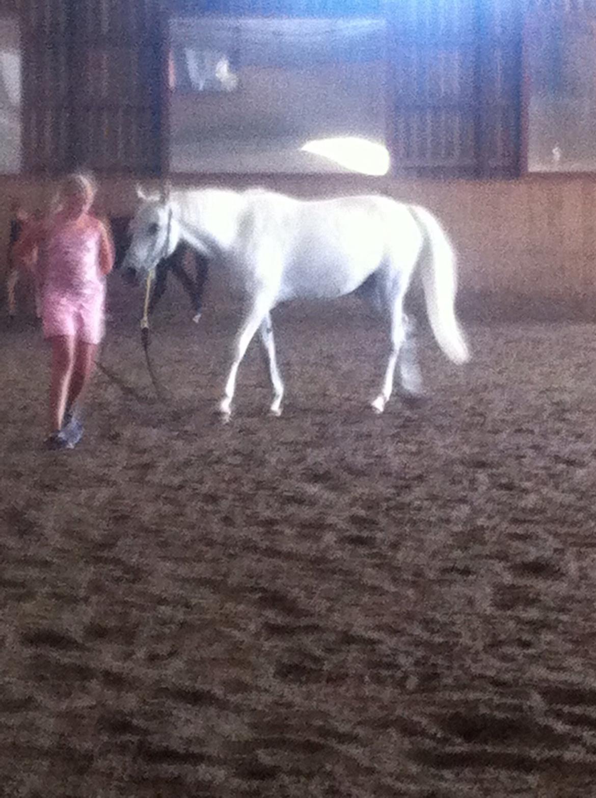 Anden særlig race Nikita billede 8