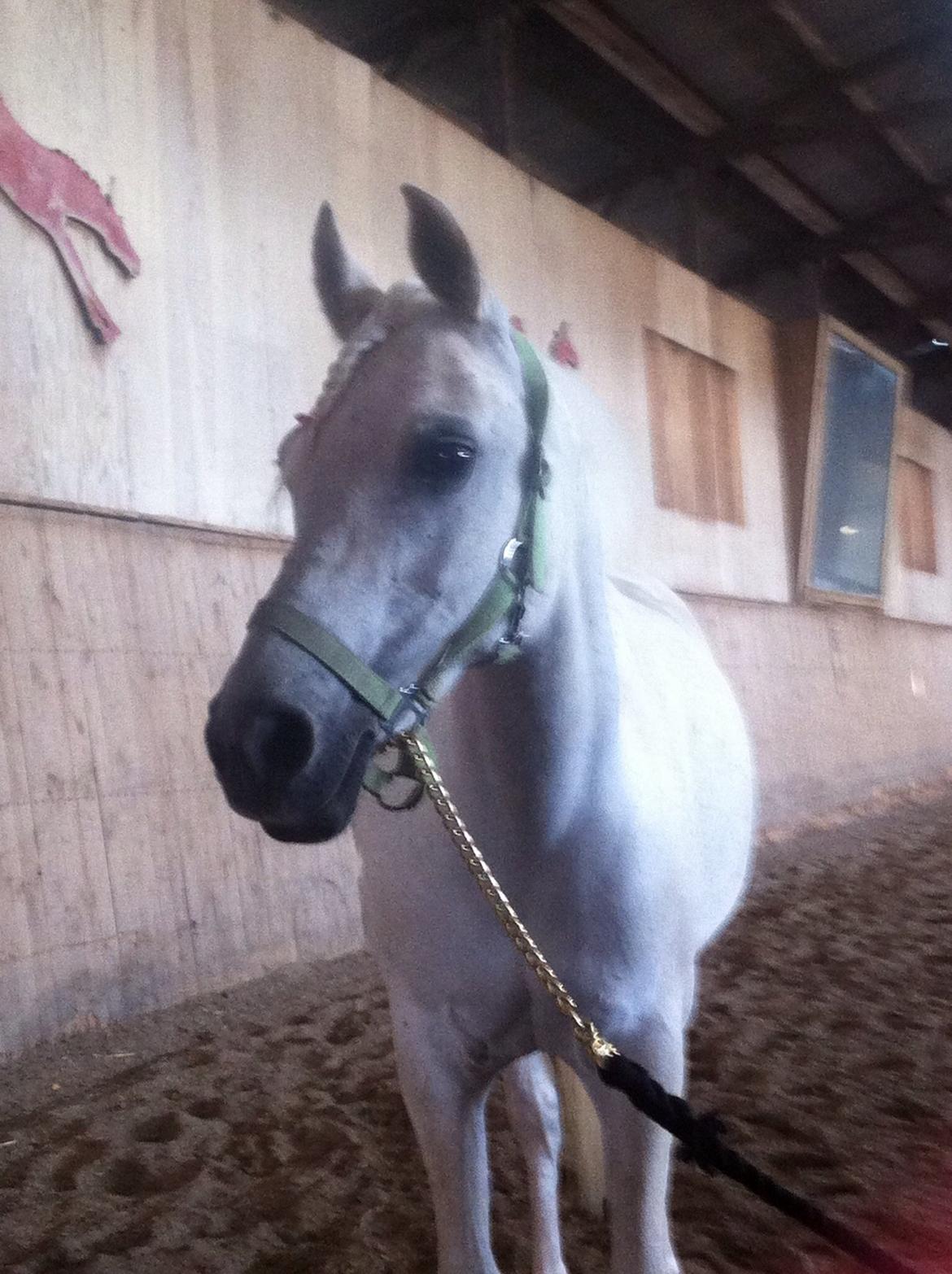 Anden særlig race Nikita billede 9