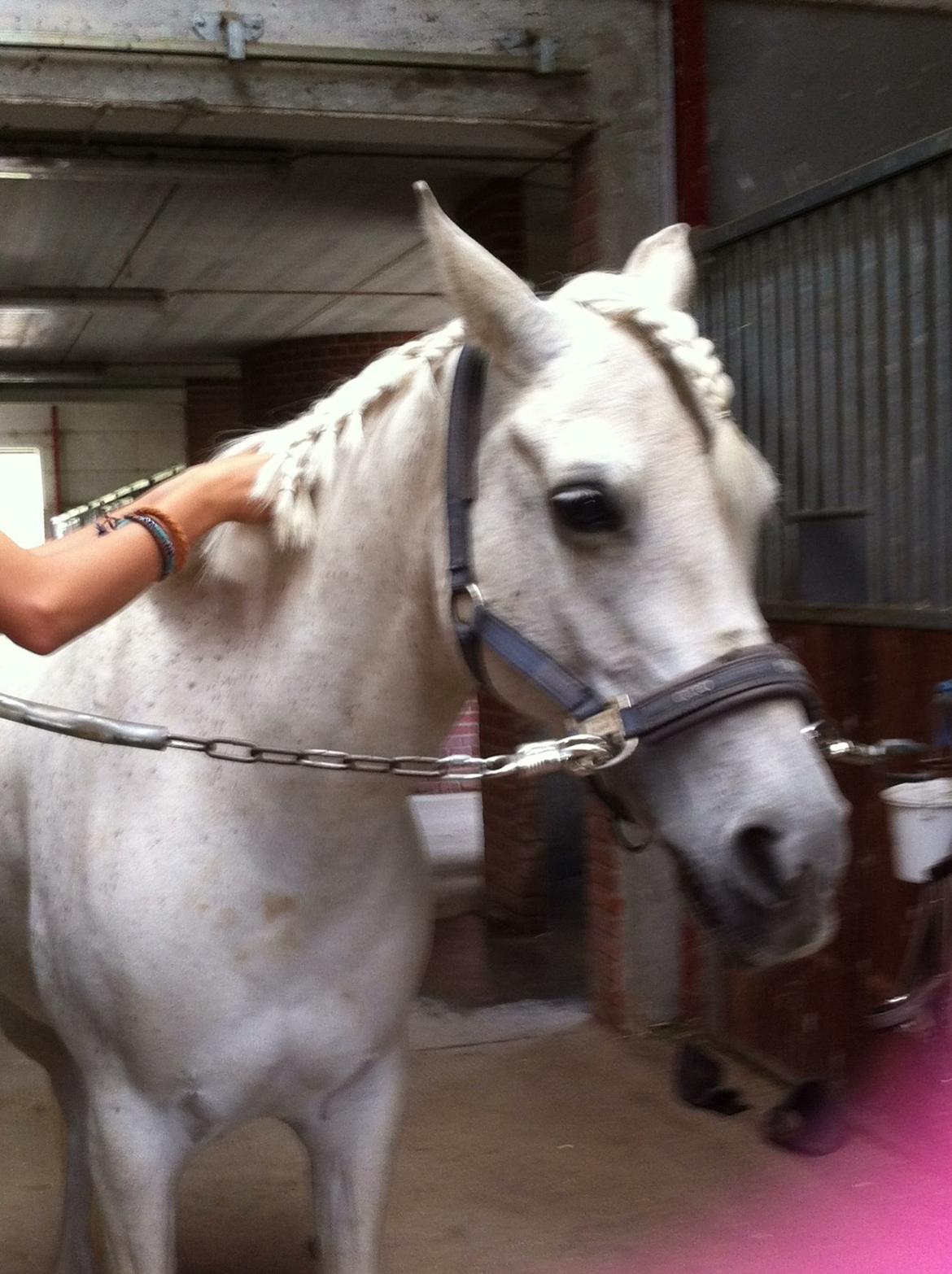 Anden særlig race Nikita billede 10