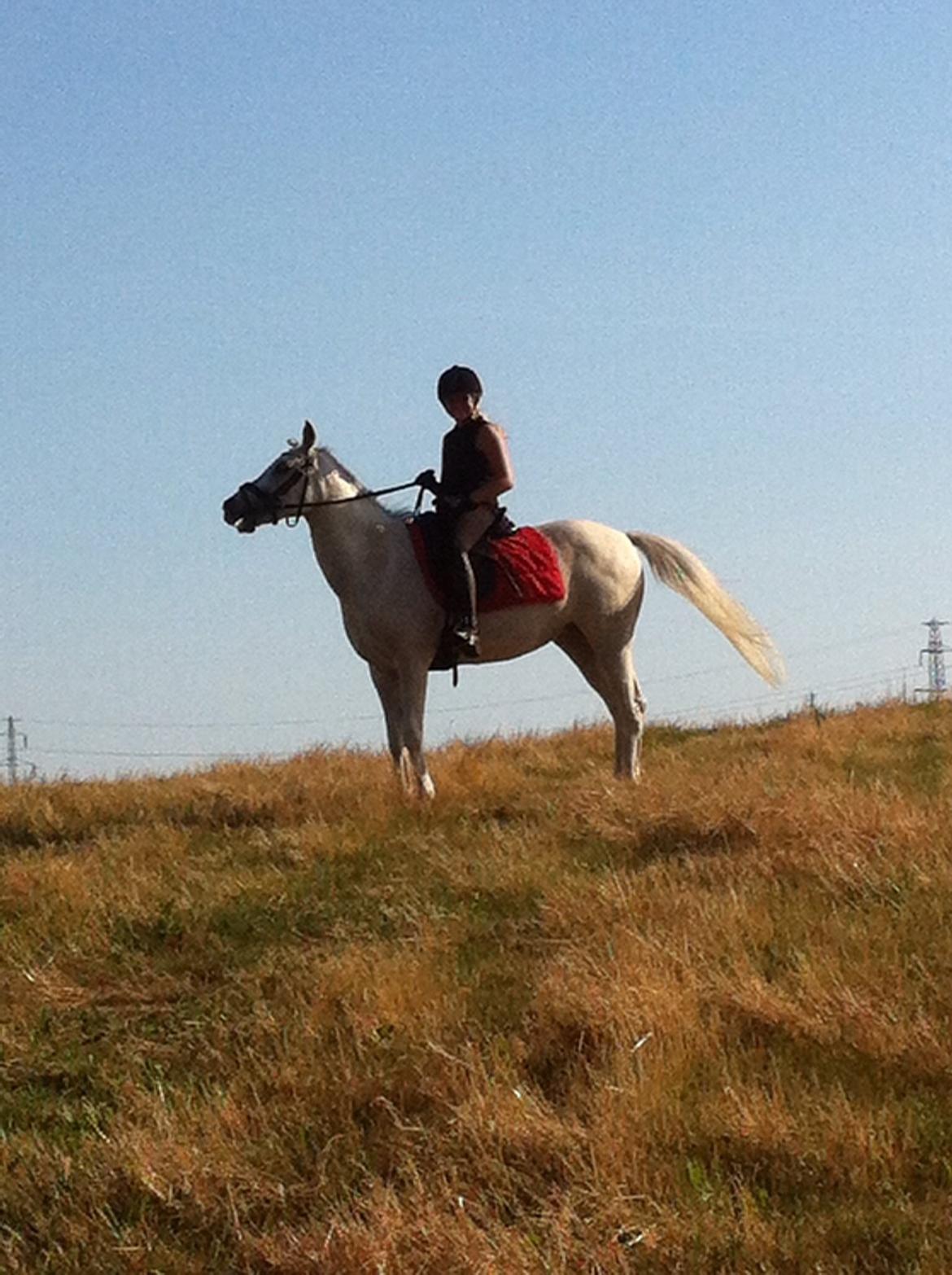 Anden særlig race Nikita billede 11