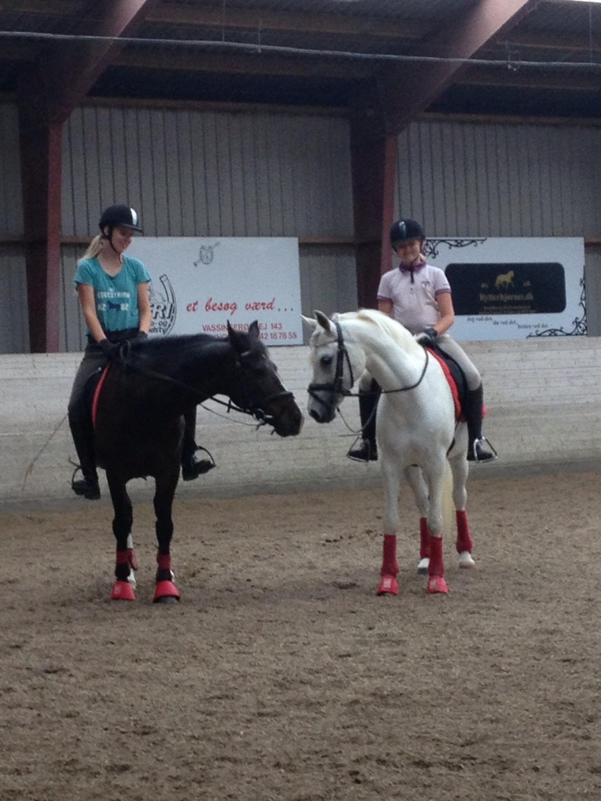 Anden særlig race Nikita billede 12