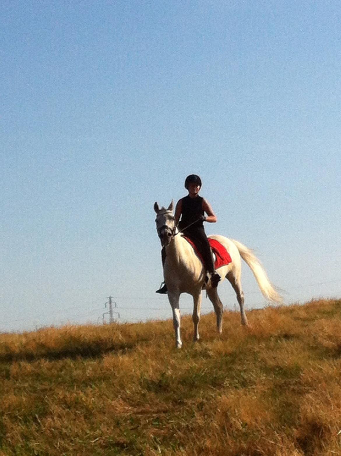 Anden særlig race Nikita billede 13