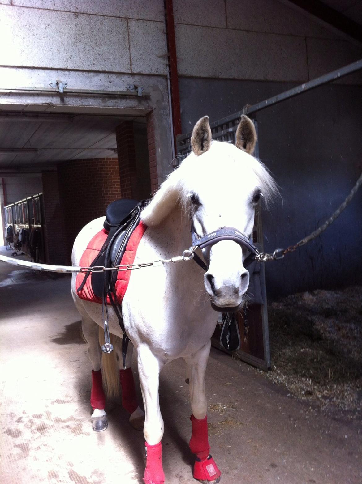 Anden særlig race Nikita billede 14