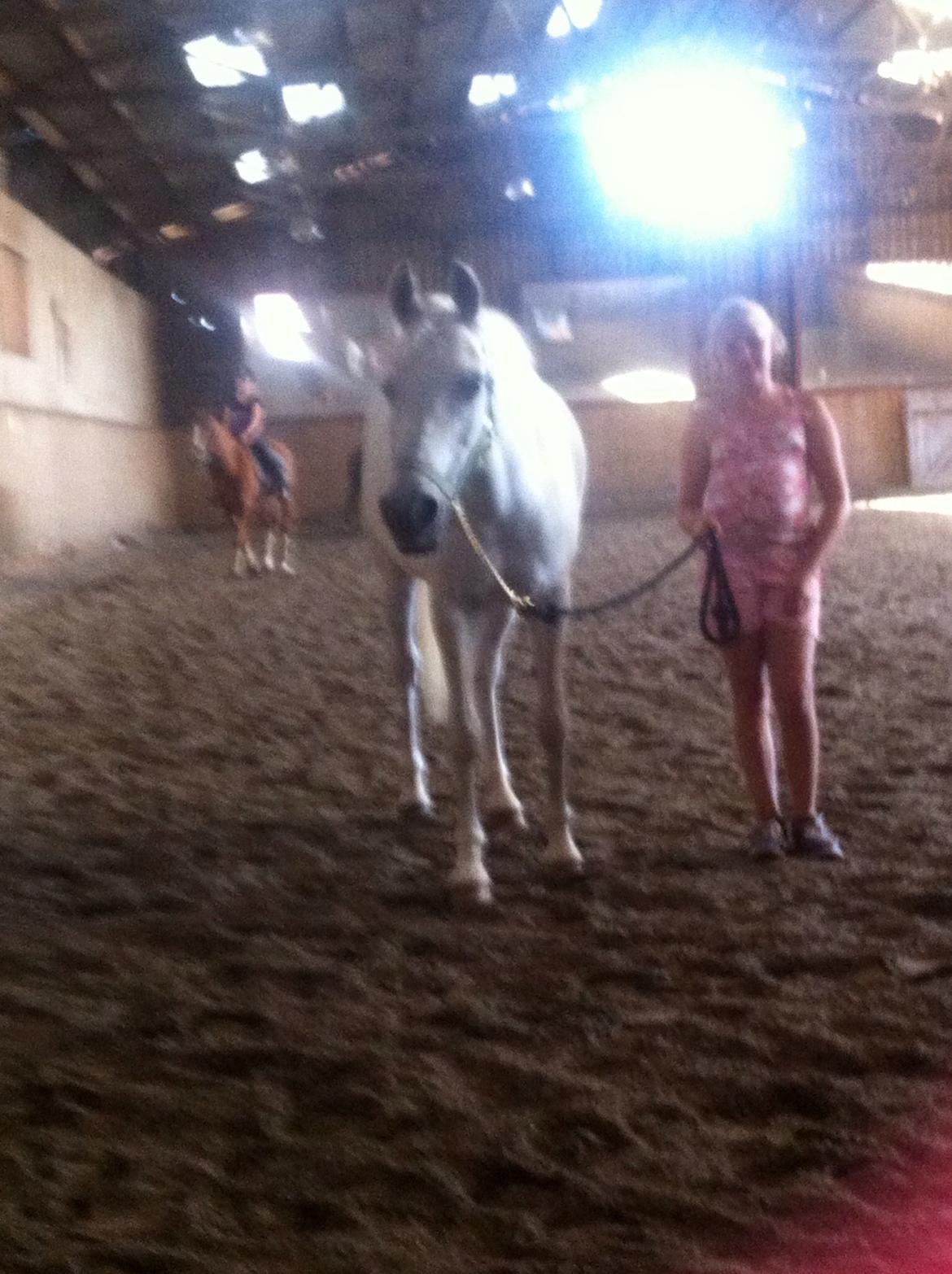 Anden særlig race Nikita billede 15