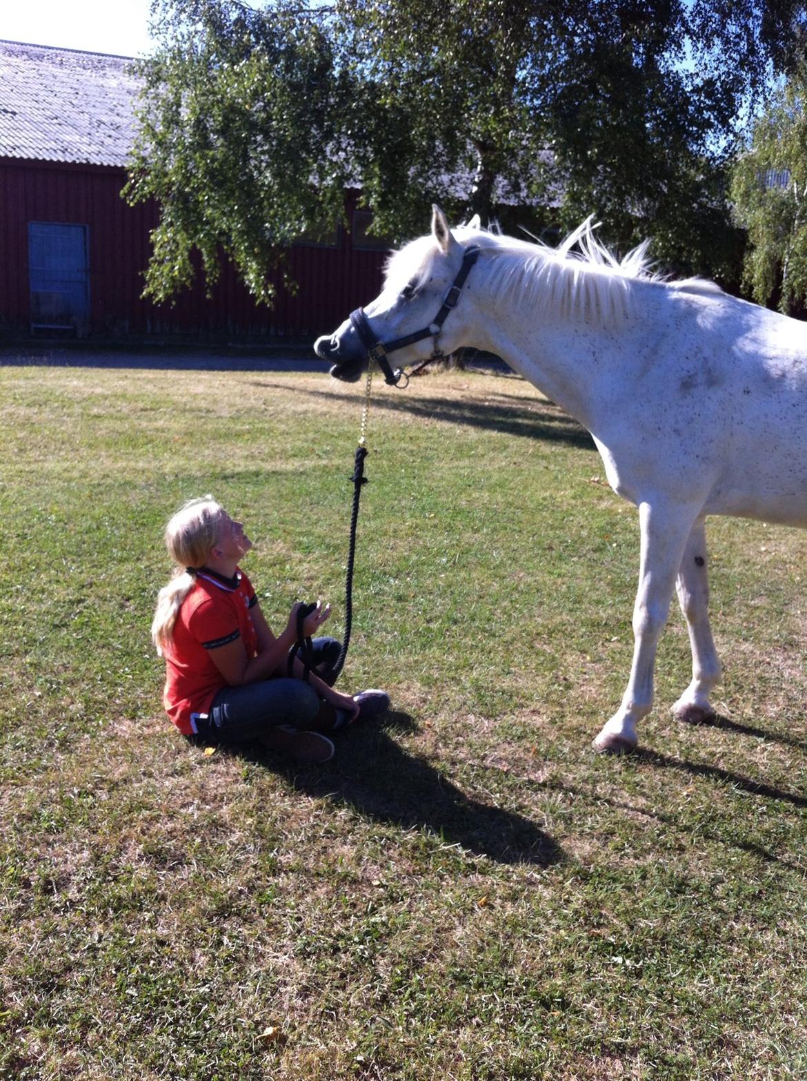 Anden særlig race Nikita billede 16