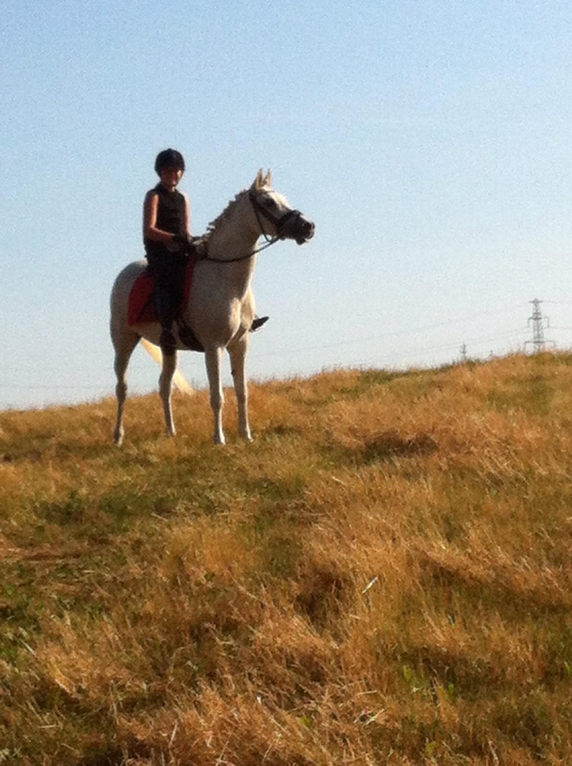 Anden særlig race Nikita billede 17