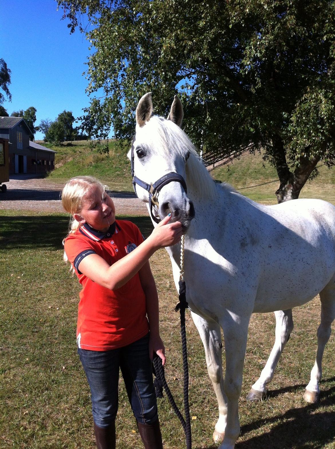Anden særlig race Nikita billede 19