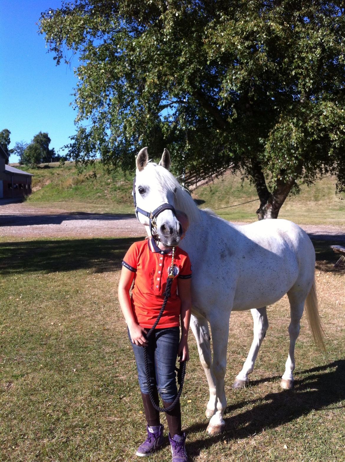 Anden særlig race Nikita billede 20