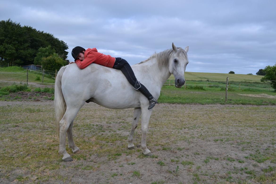 Arabisk fuldblod (OX) Wathana - - At give slip betyder ikke altid at man er svag, det kan også betyde at man er stærk nok til at give slip. billede 8