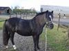 Welsh Mountain (sec A) † Miss Daylight † :'(