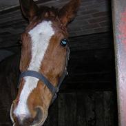 Dansk Varmblod Bibiana