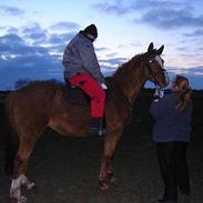 Dansk Varmblod Bibiana