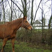 Dansk Varmblod Bibiana