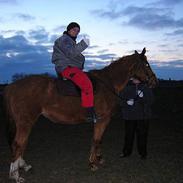 Dansk Varmblod Bibiana