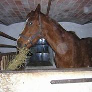 Dansk Varmblod Bibiana