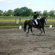 Anden særlig race Flying Dondy