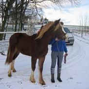 Welsh Cob (sec D) Haymos Flying Star