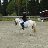 Welsh Pony af Cob-type (sec C) Milli-Celines part