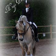 Fjordhest Hugo Bro (solgt)