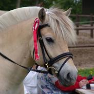 Fjordhest Hugo Bro (solgt)